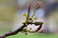 Graceful walnut branch by Tot Kijk Fotografie: natuur aan de muur thumbnail