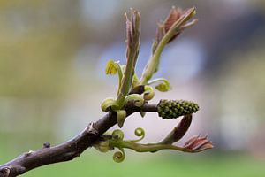 Gracieuse branche de noyer