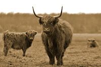 Schottische Highlander sepia