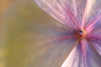 Hortensia