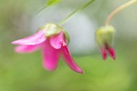 Flower in the rain