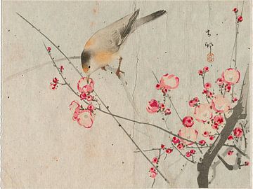 Japanese songbird on blossom branch. Series: vintage Japanese prints by Studio Pieternel