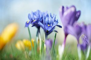 Farbenfrohen Frühlingsblühern