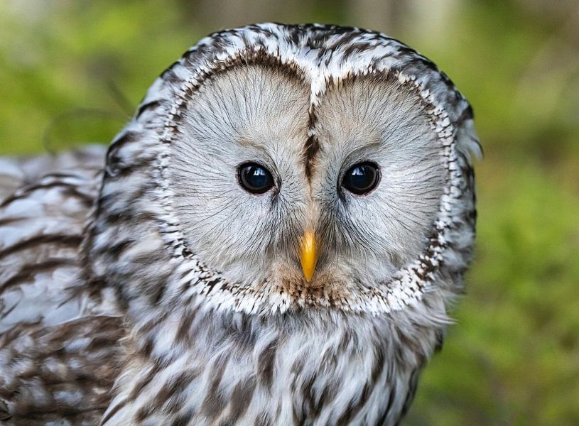 Majestic Owl by Hello Pompoyo