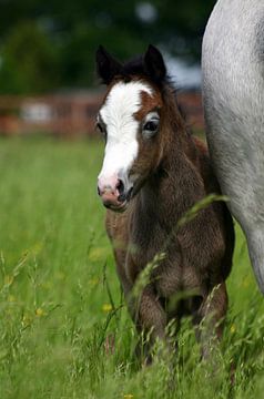 Young foal with mam