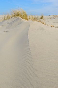 Dune d'herbe poussant sur de petites dunes de sable sur la plage de Schiermonnikoog sur Sjoerd van der Wal