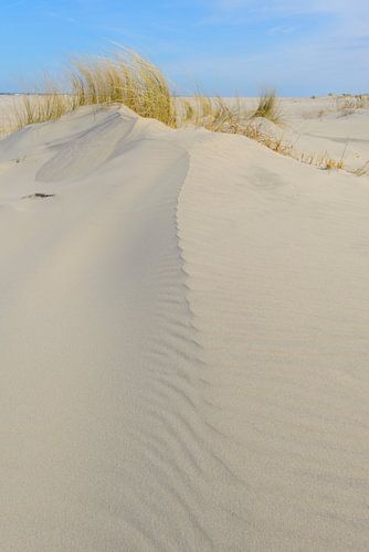 Dune d'herbe poussant sur de petites dunes de sable sur la plage de Schiermonnikoog sur Sjoerd van der Wal Photographie