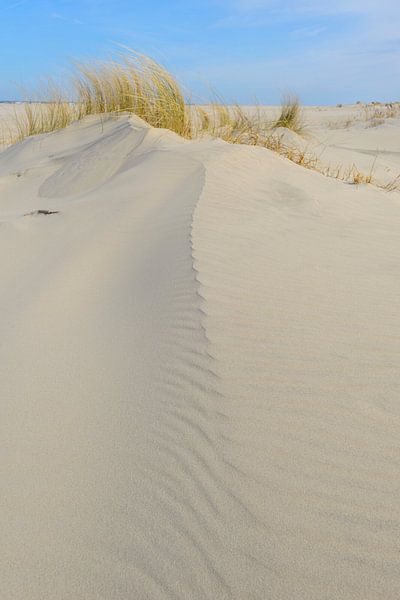 Dünengras, das auf kleinen Sanddünen am Strand von Schiermonnikoog von Sjoerd van der Wal Fotografie