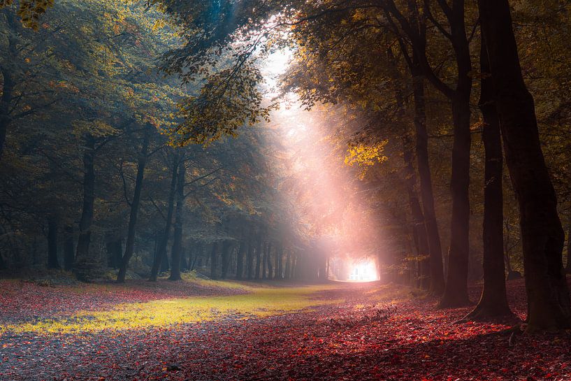 Vers la lumière par Marc Hollenberg