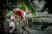 Flamingo’s
