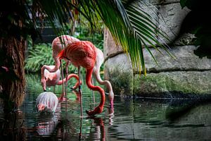 Flamingos von Bob Hogenkamp