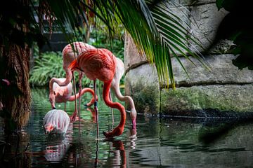 Flamingos by Bob Hogenkamp