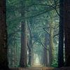 Portal through the forest van Mark Vredeveld