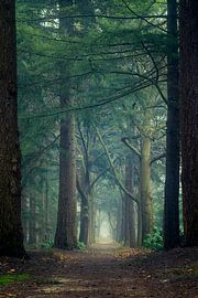 Portal through the forest