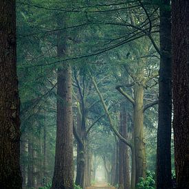 Portal through the forest von Mark Vredeveld