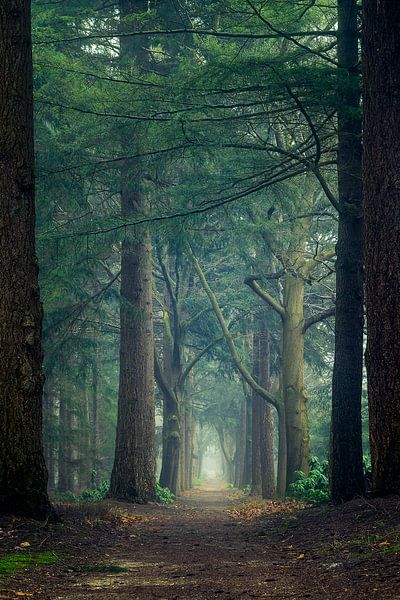 Portal through the forest von Mark Vredeveld