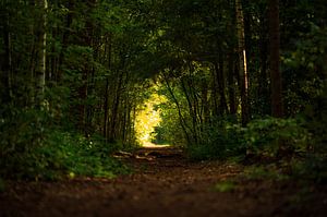 La porte de la forêt