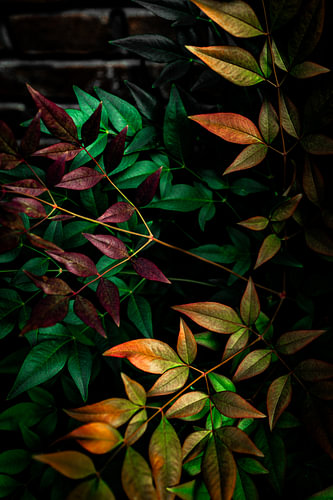 Les couleurs de l'automne font lentement leur apparition à Zwolle, aux Pays-Bas