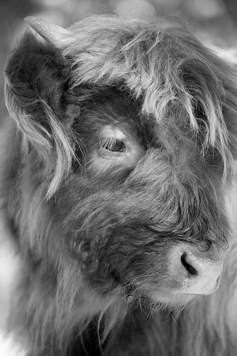 Schotse hooglander (jong, kalf)