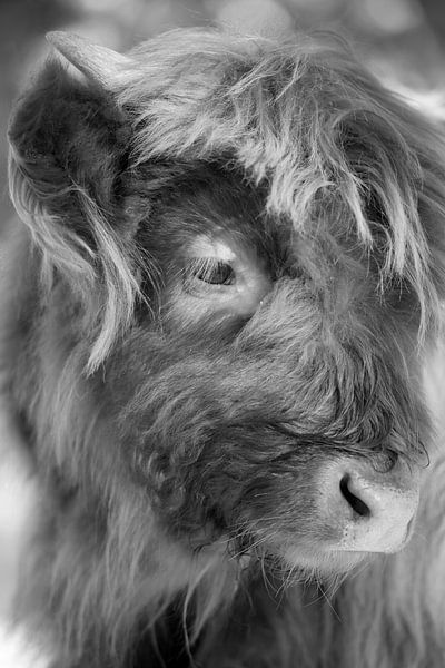 Highlander écossais (jeune, veau) par Francis Dost