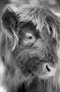 Schotse hooglander (jong, kalf) van Francis Dost thumbnail