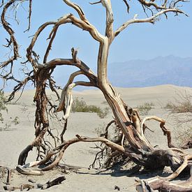 Death Valley van Monique ter Keurs