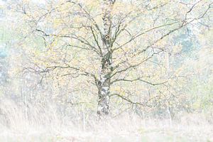 Peindre avec la lumière