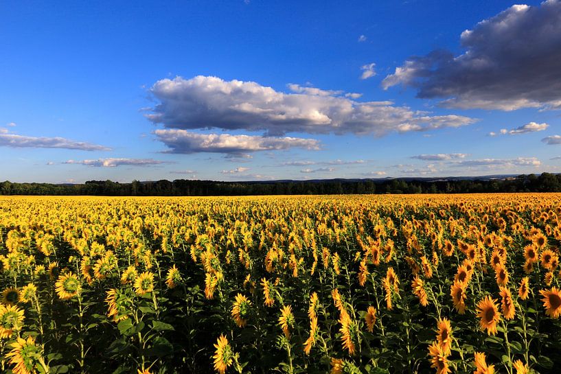 Sunflower landscape by Thomas Jäger