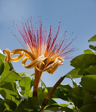 Water cocoa photographed along the Suriname River 2