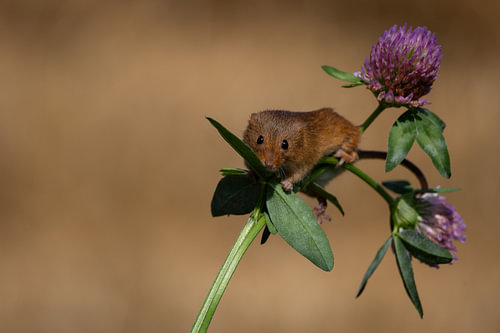 Pygmy mouse