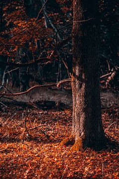 Jeu d'ombre et de lumière dans la forêt sur un arbre sur Inez Nina Aarts