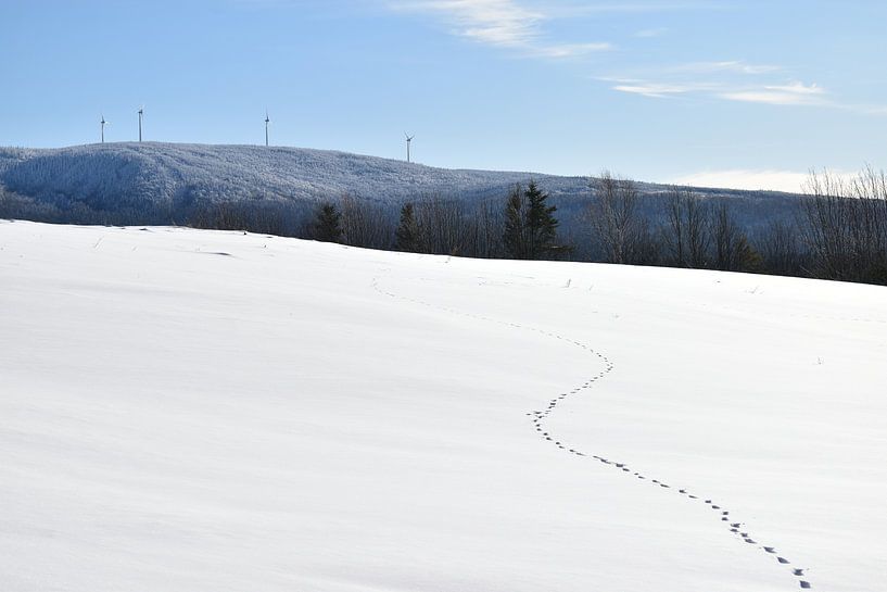 Footprints in the snow in winter by Claude Laprise