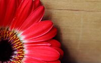 gerbera