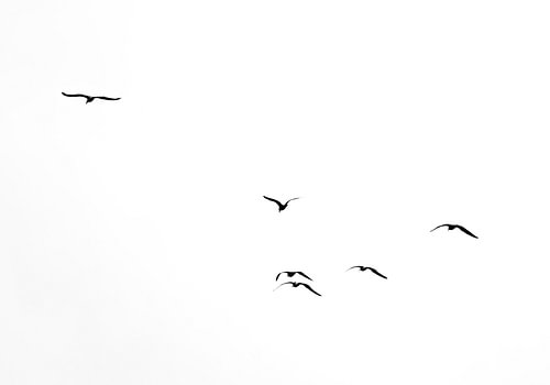 Vogels #5
