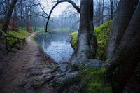 Prachtige boom op Landgoed Elswout
