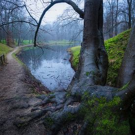 Prachtige boom op Landgoed Elswout van Guido Graas