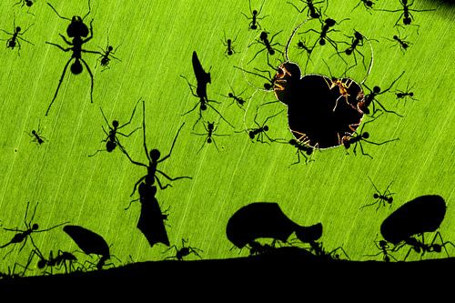 Leafcutter Ants by Bence Mate