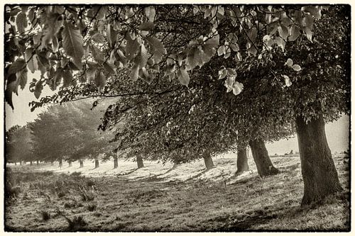 hollands poldergezicht,Visage de polders néerlandais,Niederländisches Poldergesicht, Dutch polder fa