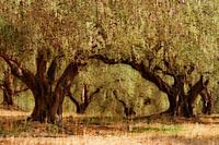 KRETA Olive grove - the arch of the olive trees