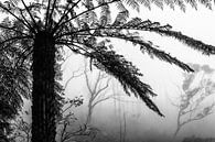 Regenwoud in de mist V van Ines van Megen-Thijssen thumbnail