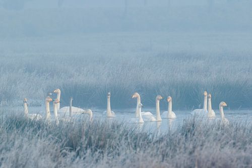 Winterstemming met wilde zwanen en een kleine zwaan
