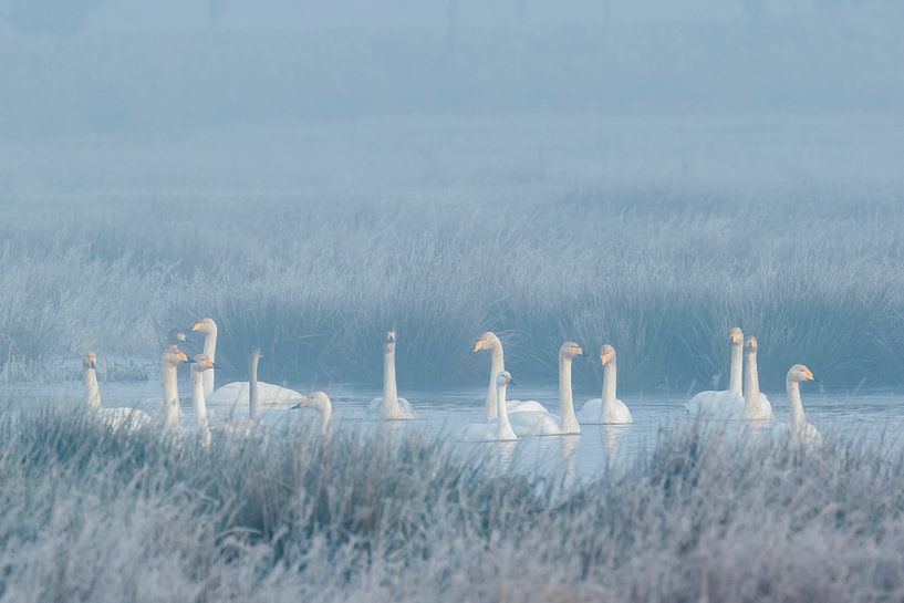 Winterstemming met wilde zwanen en een kleine zwaan by Karla Leeftink