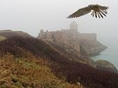 Praying falcon at castle by BHotography thumbnail