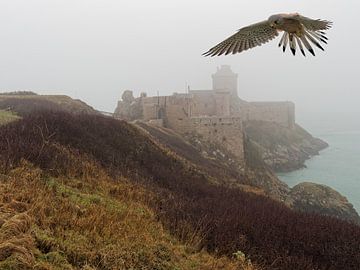 Praying falcon at castle