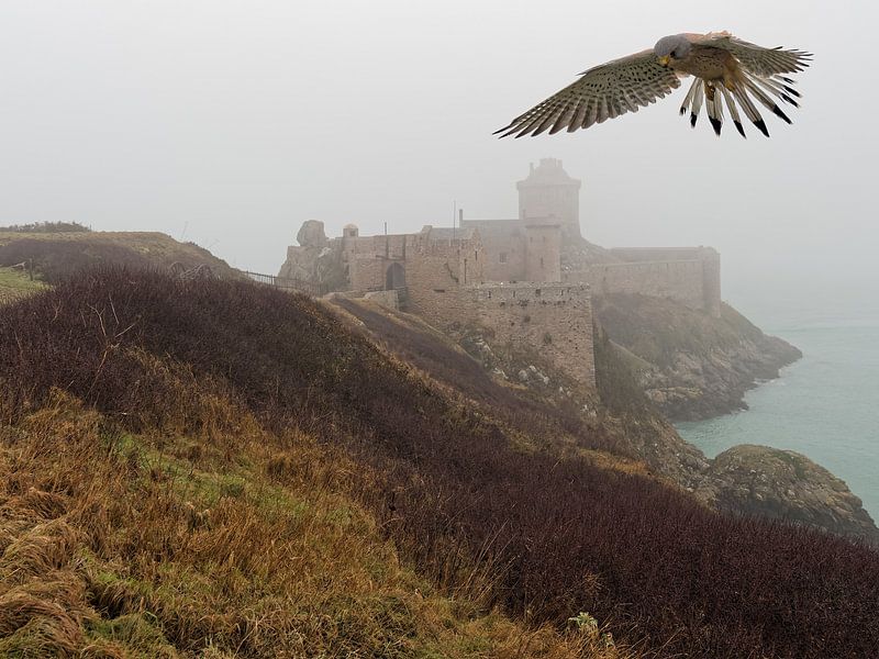 Praying falcon at castle by BHotography