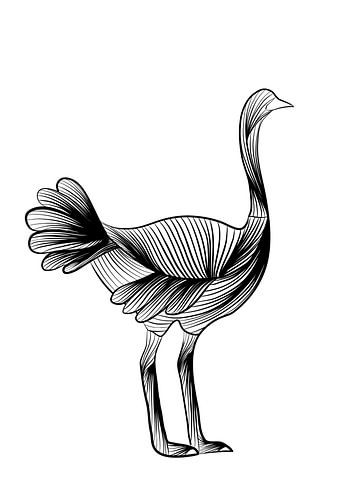 Poster autruche - noir et blanc - ferme - pépinière