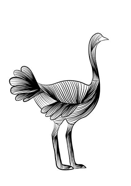 Poster ostrich - black and white - farm - nursery by Studio Tosca