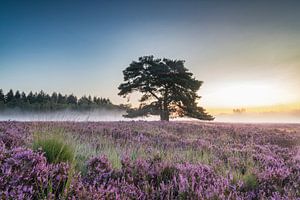 Blühende Heidekrautpflanzen in einer Heidelandschaft bei Sonnenaufgang in