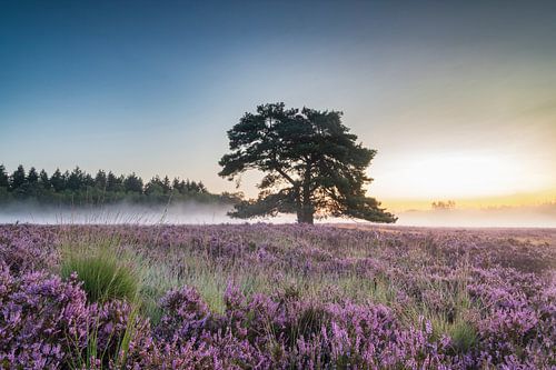 Bloeiende heide in heidelandschap tijdens zonsopkomst in de zomer