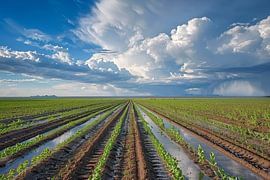 Wiese mit dramatischer Wolkenlandschaft von Egon Zitter